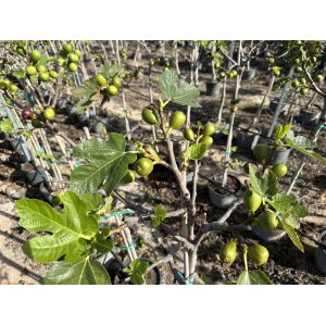 Figovník jedlý (Ficus carica) ´BROWN TURKEY´ - výška 200-240 cm, obvod kmeňa 8/10 cm, kont. C10L (-15°C)